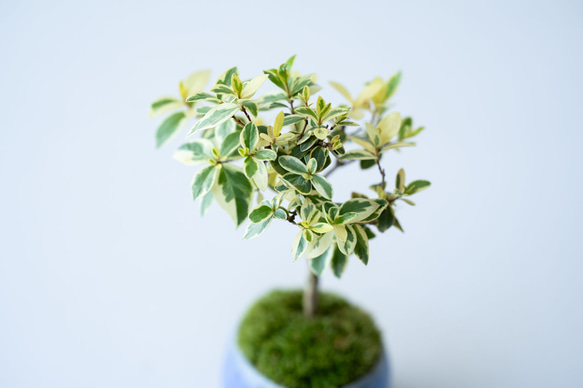 斑入りギンバイカ｜淡藤のうつわ 6枚目の画像