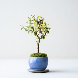 斑入りギンバイカ｜淡藤のうつわ 1枚目の画像