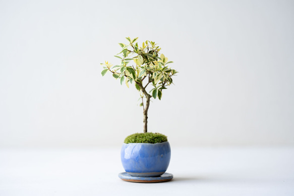 斑入りギンバイカ｜淡藤のうつわ 1枚目の画像