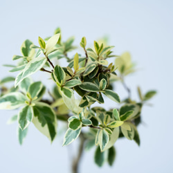 斑入りギンバイカ｜淡藤のうつわ 5枚目の画像