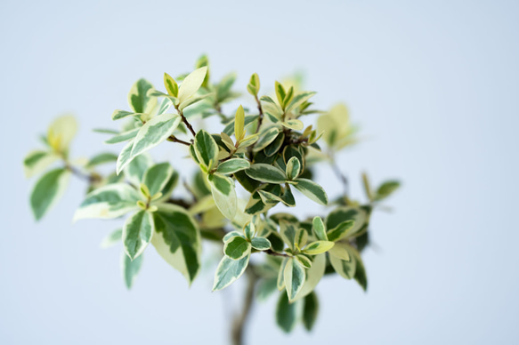 斑入りギンバイカ｜淡藤のうつわ 5枚目の画像