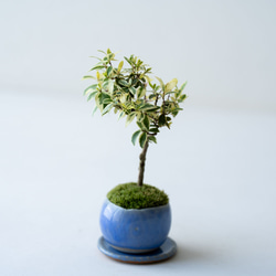 斑入りギンバイカ｜淡藤のうつわ 7枚目の画像