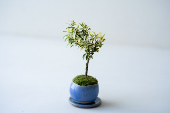 斑入りギンバイカ｜淡藤のうつわ 7枚目の画像