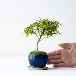 アベリア｜藍色のうつわ 2枚目の画像