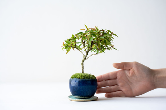 アベリア｜藍色のうつわ 2枚目の画像