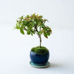 アベリア｜藍色のうつわ 4枚目の画像