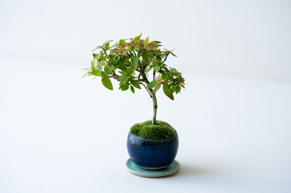 アベリア｜藍色のうつわ 4枚目の画像