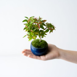 アベリア｜藍色のうつわ 3枚目の画像