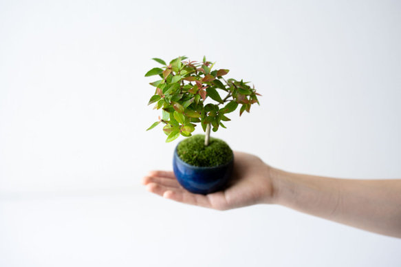 アベリア｜藍色のうつわ 3枚目の画像