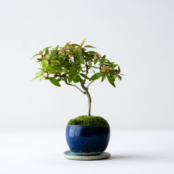 アベリア｜藍色のうつわ 1枚目の画像