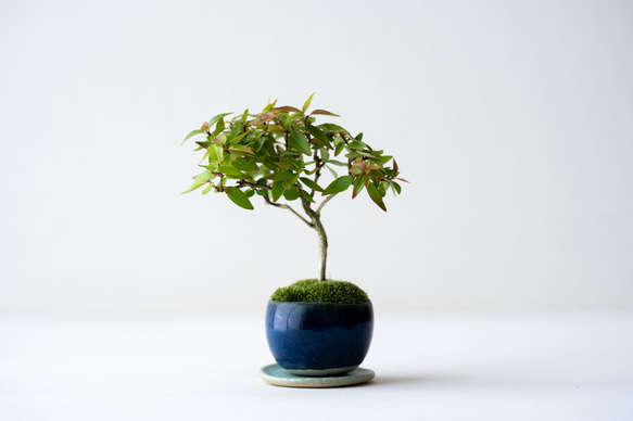 アベリア｜藍色のうつわ 1枚目の画像