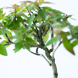 アベリア｜藍色のうつわ 7枚目の画像