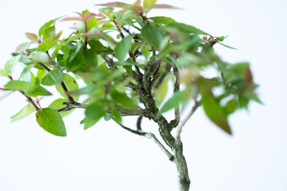 アベリア｜藍色のうつわ 7枚目の画像