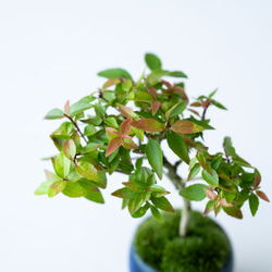 アベリア｜藍色のうつわ 5枚目の画像