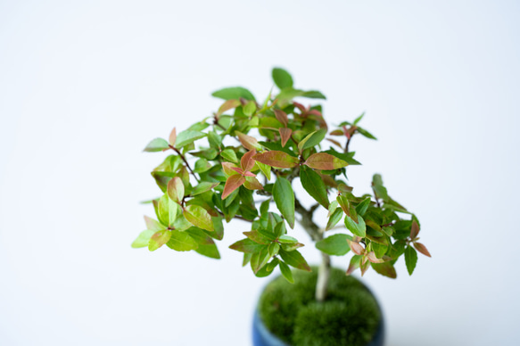 アベリア｜藍色のうつわ 5枚目の画像