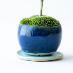 アベリア｜藍色のうつわ 8枚目の画像