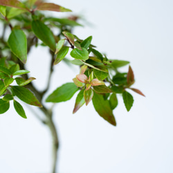 アベリア｜藍色のうつわ 6枚目の画像