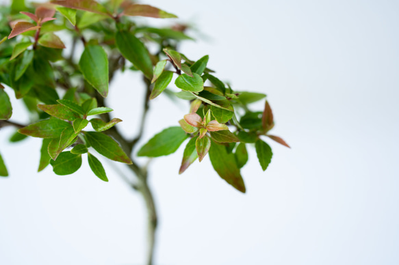 アベリア｜藍色のうつわ 6枚目の画像