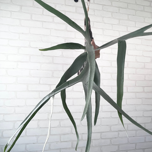 ビカクシダ コウモリラン ビーチー流木付け 観葉植物 ハンギング