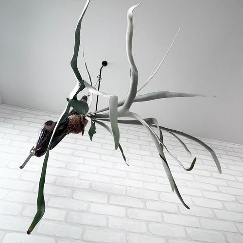 コウモリラン　ヴィーチー　流木ハンギング　現品 コウモリラン ヴィーチー 流木ハンギング 現品