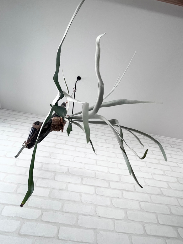 ビカクシダ コウモリラン ビーチー流木付け 観葉植物 ハンギング