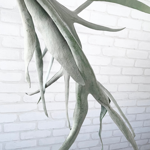 ビカクシダ コウモリラン ビーチー流木付け 観葉植物 ハンギング