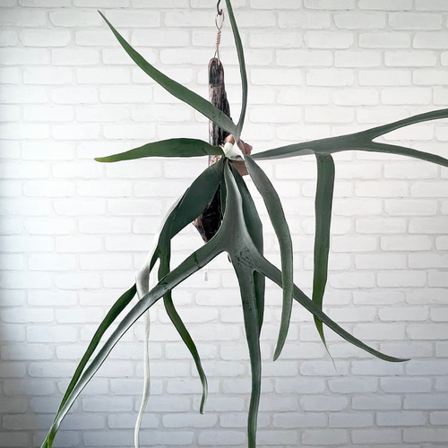 ビカクシダ コウモリラン ビーチー流木付け 観葉植物 ハンギング