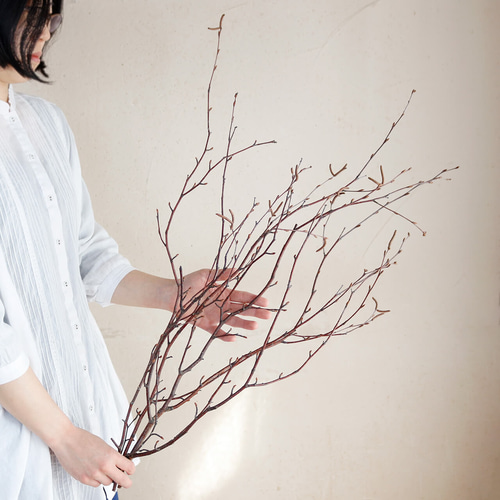 富良野産 枝もの【長さ60～80cm】白樺の枝 ロング ブラウン ドライ