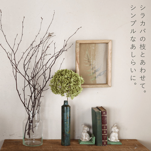 富良野産◇【長さ60～80cm】白樺の枝 ロング ブラウン ドライフラワー