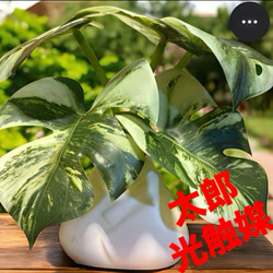 光触媒 人工観葉植物 ウォールグリーン フェイクグリーン