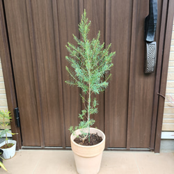 ちんちらページ　バンクシア　グランディス　鉢植え　苗　オージープランツ 2025年最新】バンクシア グランディスの人気アイテム - メルカリ