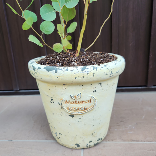 大きめ ユーカリ ポポラス 壺型テラコッタ鉢植え 苗 シンボルツリー