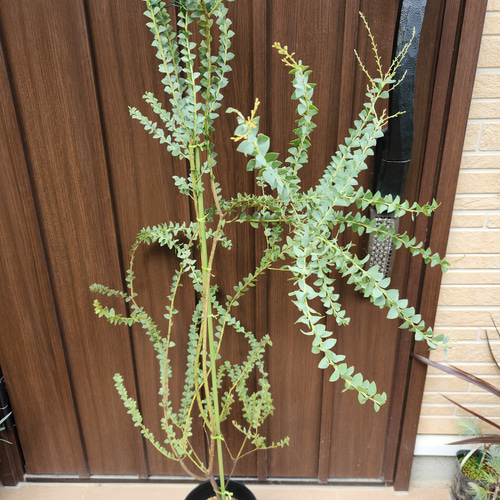 大苗 サンカクバアカシア 三角葉アカシア 鉢植え ドライガーデン