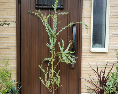 大苗 サンカクバアカシア 三角葉アカシア 鉢植え ドライガーデン