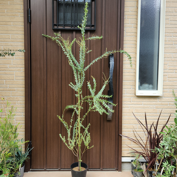 大苗 サンカクバアカシア 三角葉アカシア 鉢植え ドライガーデン