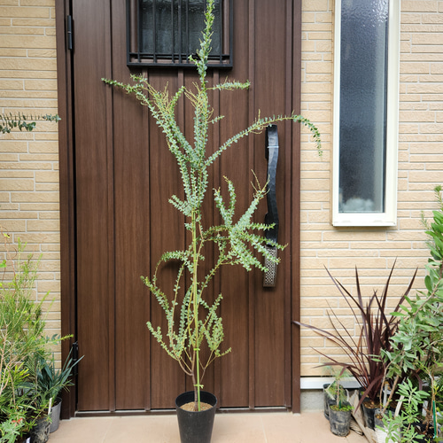 大苗 サンカクバアカシア 三角葉アカシア 鉢植え ドライガーデン