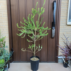 バンクシア グランディス 鉢植え 苗木 ワイルドフラワー