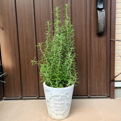 ちんちらページ バンクシア グランディス 鉢植え 苗 オージー