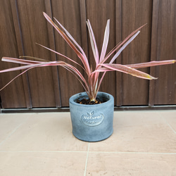 大株 ユッカロストラータ エアーポット鉢植え 苗 ロックガーデン