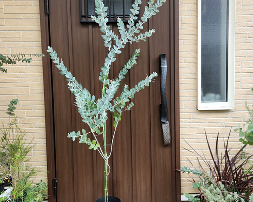 パールアカシア　鉢植え70　苗　苗木　ミモザ　オージープランツ パールアカシア 鉢植え70 苗 苗木 ミモザ オージープランツ パール