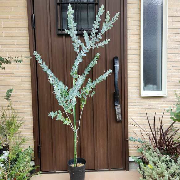 花芽付き♡パールアカシア 鉢植え11 ミモザ苗 オージープランツ 美樹形