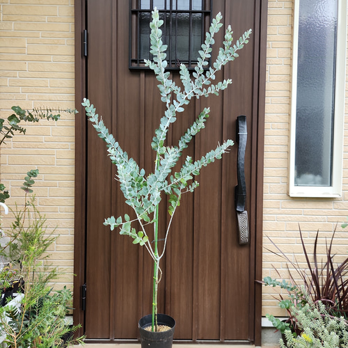 花芽付き♡パールアカシア 鉢植え11 ミモザ苗 オージープランツ 美樹形