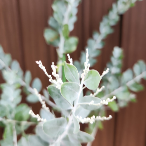 花芽付き♡パールアカシア 鉢植え11 ミモザ苗 オージープランツ 美樹形