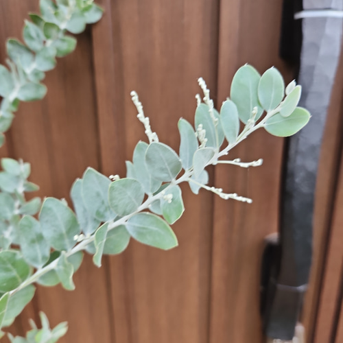 花芽付き♡パールアカシア 鉢植え11 ミモザ苗 オージープランツ 美樹形