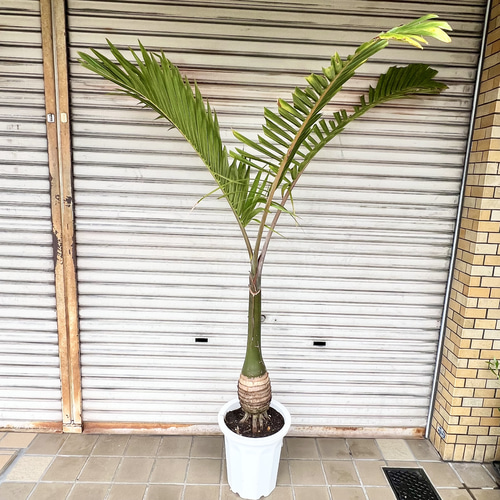 南国 特大 トックリヤシ（徳利椰子）10号 高さ約180-190cm 新葉展開中