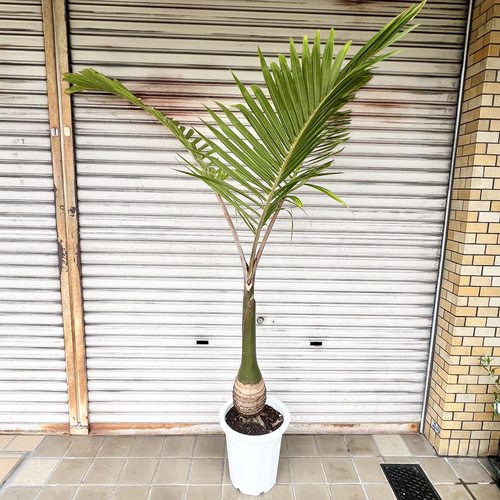南国 特大 トックリヤシ（徳利椰子）10号 高さ約180-190cm 新葉展開中