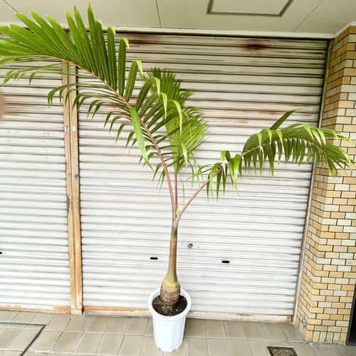 南国 特大 ヤシ トックリヤシ （徳利椰子）10号（30cm） その他