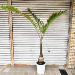 南国 特大 トックリヤシ（徳利椰子）10号 高さ約180-190cm 新葉展開中