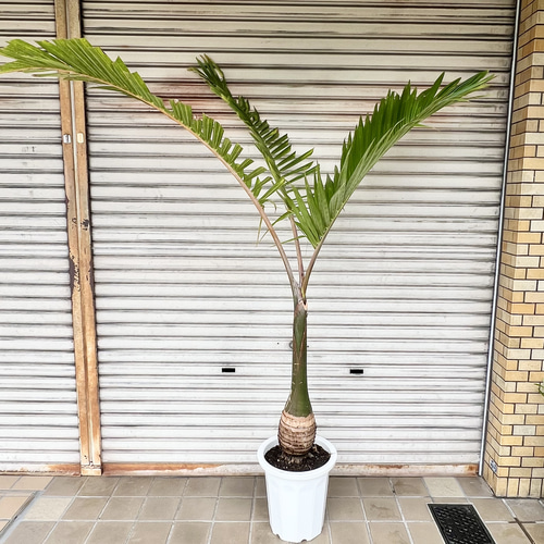 南国 特大 トックリヤシ（徳利椰子）10号 高さ約180-190cm 新葉展開中