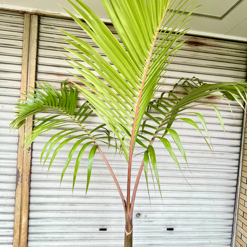 南国 特大 ヤシ トックリヤシ （徳利椰子）10号（30cm） その他